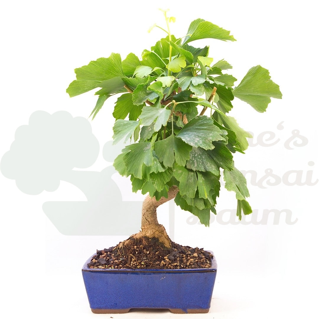 Ginkgo biloba 'Fächerblattbaum'